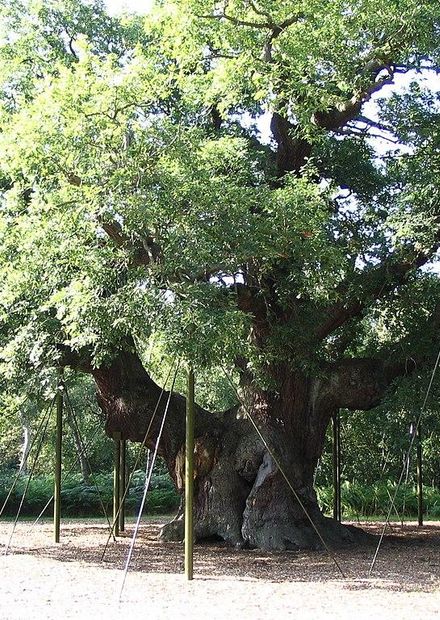 Oldest tree in Sherwood Forest park.JPG ...