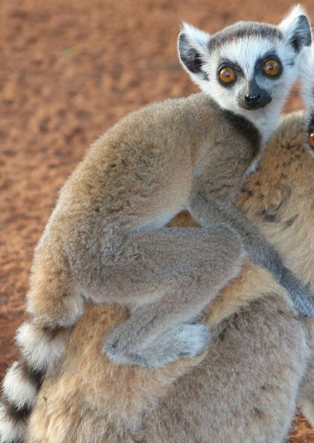 File:Ringtailed Lemurs in Berenty.jpg ...