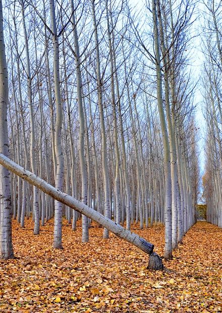 File:Idaho tree farm.jpg - Wikimedia ...