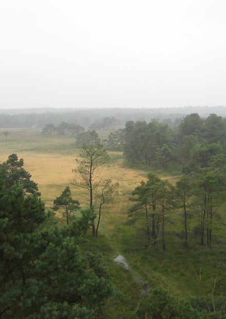 File:Kalmthoutse heide (vanop ...