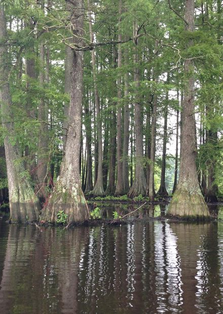 File:Bald Cypress.JPG - Wikimedia Commons