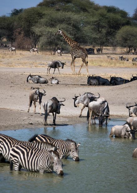 File:Zebras drinking in Tarangire ...