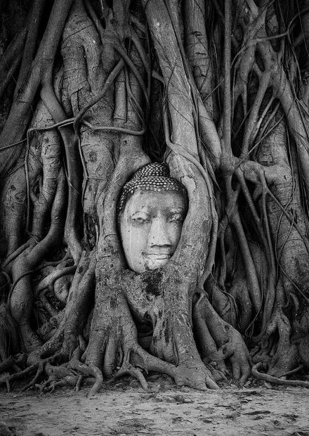 File:Buddha Head in Tree Roots, Wat ...