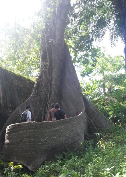File:Bunce Island tree.jpg - Wikimedia ...