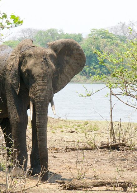File:Elephant at Majete wildlife ...