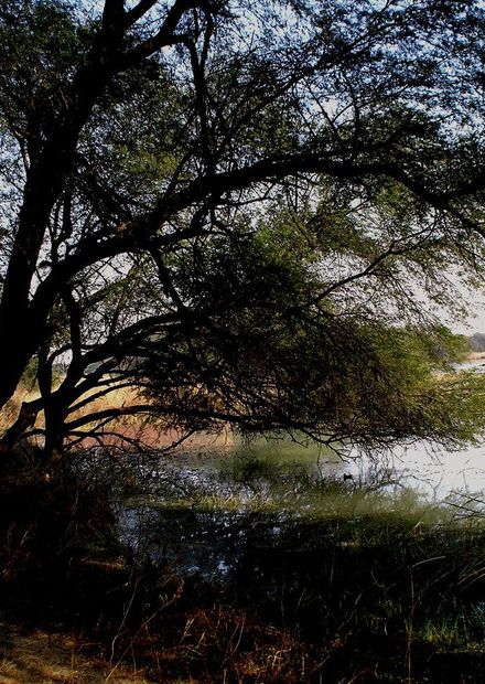 File:Sultanpur National Park, Haryana ...