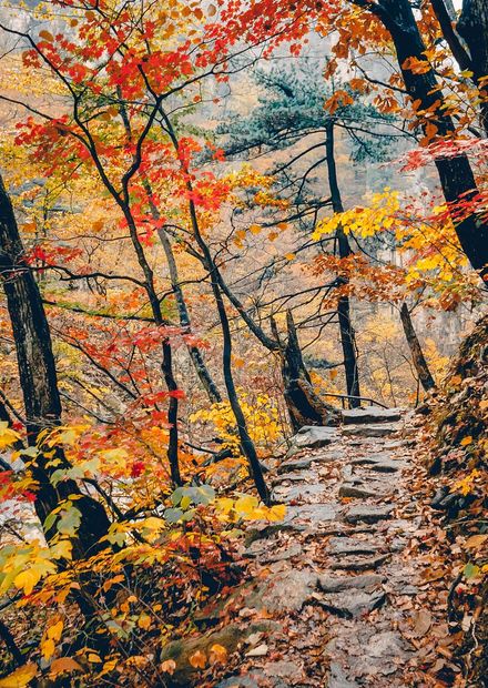 File:Way Through Autumn Forest ...