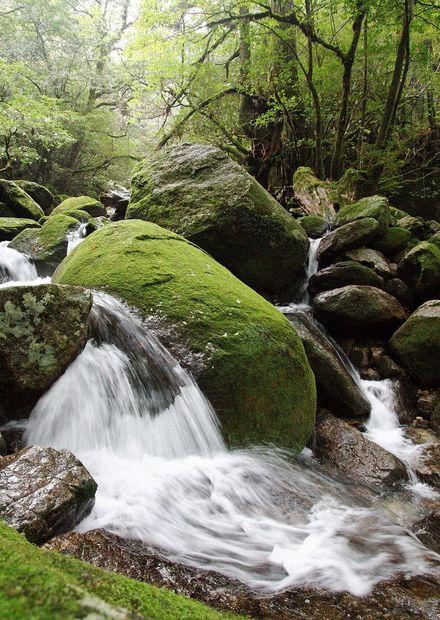 File:Shiratani Unsuikyo, Yakushima ...