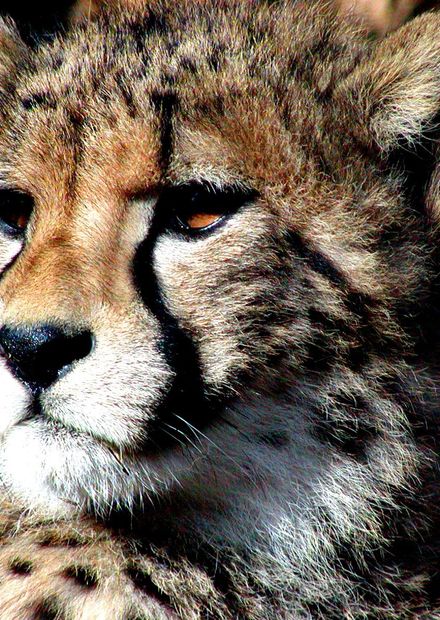 Dosiero:Cheetah.JPG - Vikipedio