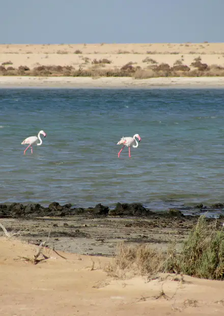 File:Wild Flamingos (3210517262).jpg ...