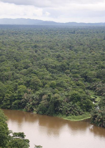 File:Tortuguero Palm Forests.JPG ...