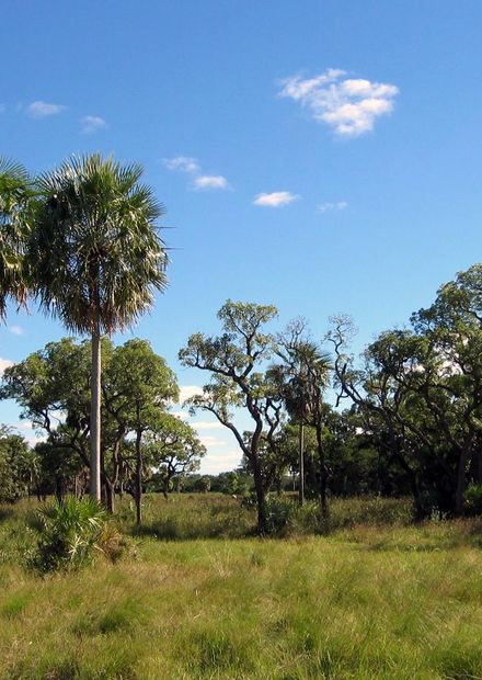 File:Chaco Boreal Paraguay.jpg ...