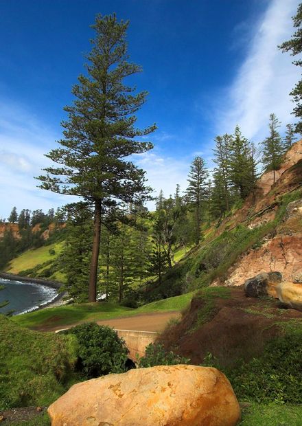 File:Norfolk-Island-Pines.jpg ...