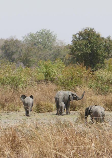 File:Parc national de la Pendjari ...