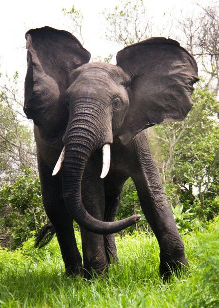 File:Elephant (25696217).jpeg ...