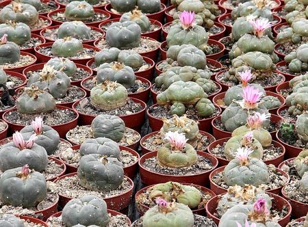 File:Lophophora williamsii pm 2.JPG ...