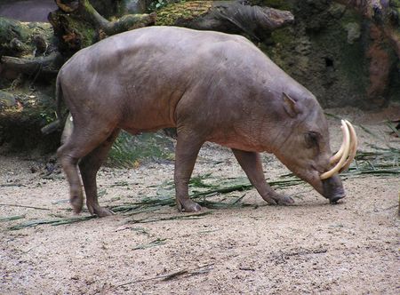 Sulawesi - Wikipedia