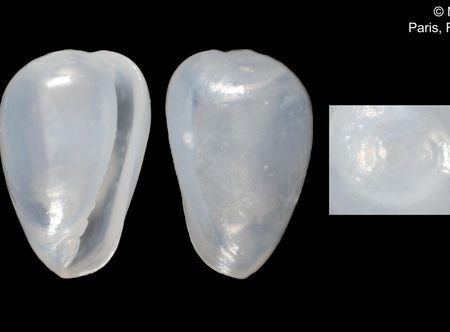 Bestand:Cystiscus maskelynensis (MNHN ...