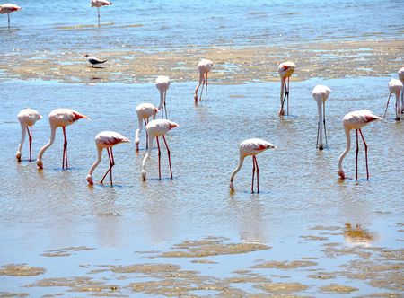 File:Greater flamingo feeding, Walvis ...