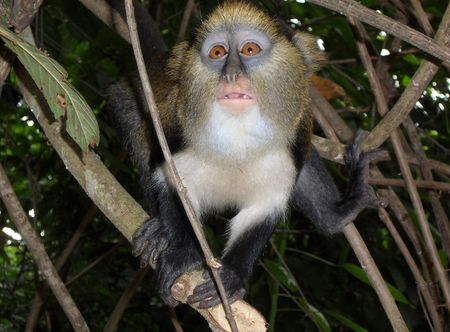 File:Cercopithecus mona, Boabeng Fiema ...