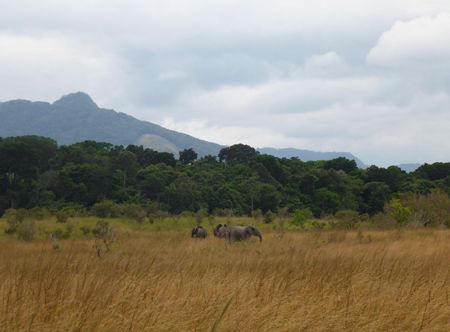 File:Elephants in Lopé National Park ...