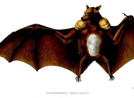 List of bats - Wikipedia