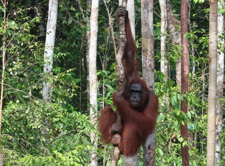 at Tanjung Puting National Park.jpg ...