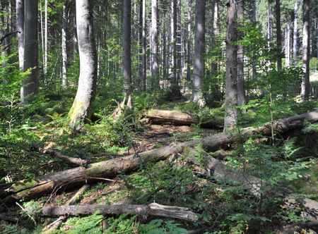 Soubor:NPR Boubínský prales 20120910 15 ...