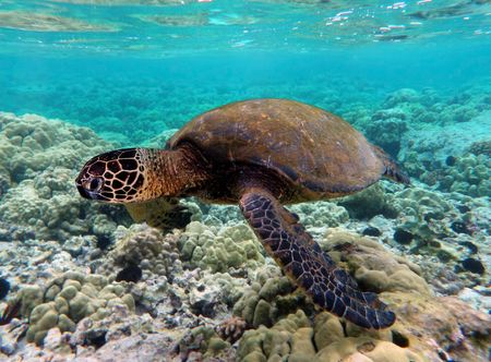 Funafuti Conservation Area - Wikipedia