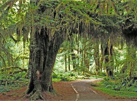 File:Hoh Rain Forest, Olympic National ...