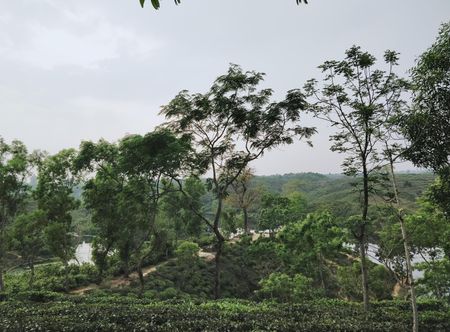 File:Madhupur National Park, Tangail ...