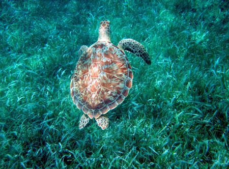 File:GreenSeaTurtle ...
