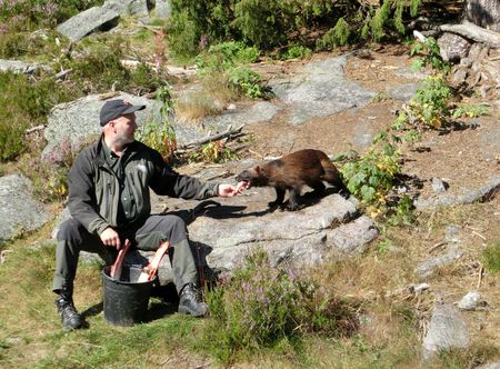 Fil:Wolverine fed jarvzoo.JPG – Wikipedia