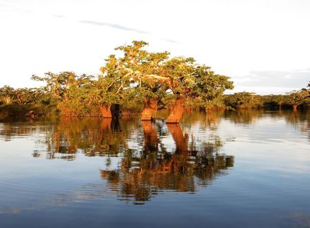 File:Cuyabeno-lake.jpg - Wikipedia