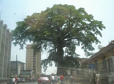 File:Cotton Tree (Sierra Leone).jpg ...