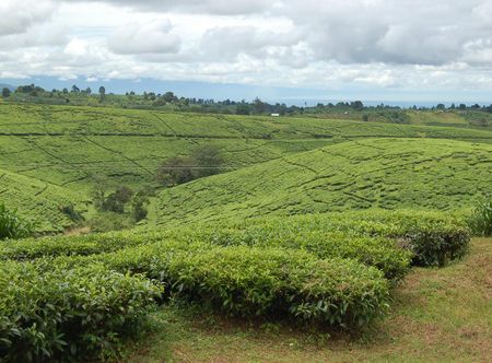 Tukuyu - Wikipedia