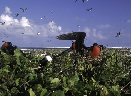 File:Johnston Atoll Seabirds FWS.jpg ...