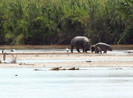 Dosiye:Rusizi NP hippopotamus.jpg ...