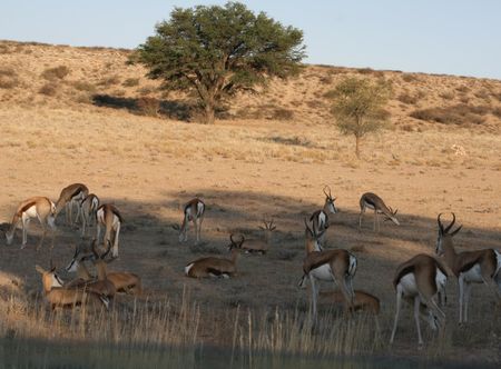 File:Kgalagadi Transfrontier Park ...