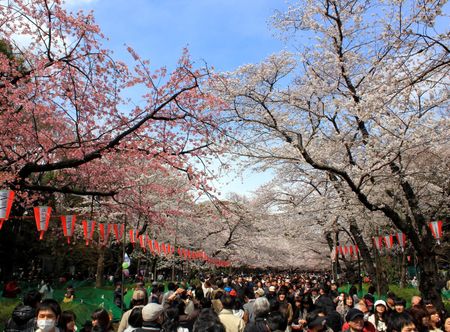File:Hanami in Ueno Park.jpg ...