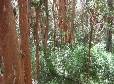 File:Parque Nacional Los Arrayanes.jpg ...