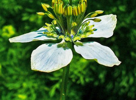 Echter Schwarzkümmel – Wikipedia