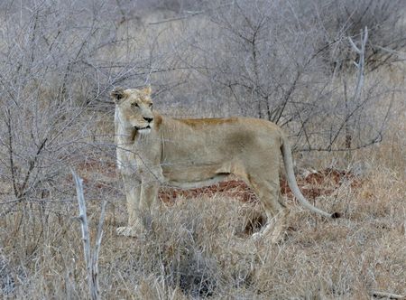File:Lioness (Panthera leo) in the ...