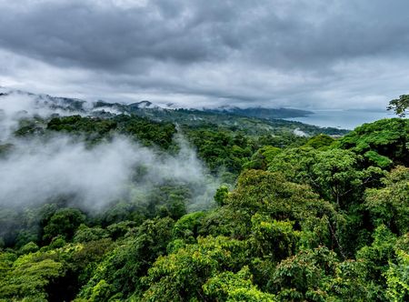 File:Cloud Forest (260448263).jpeg ...