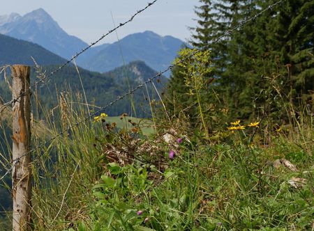 File:Hengstpass Blumenwiese.jpg ...