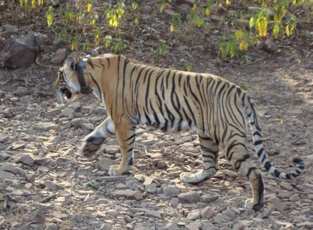 File:Tiger at ranthambore national park ...