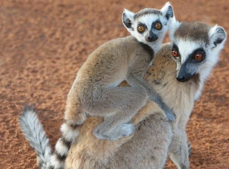 File:Ringtailed Lemurs in Berenty.jpg ...