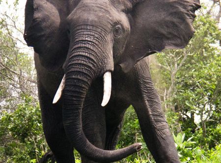 File:Elephant (25696217).jpeg ...