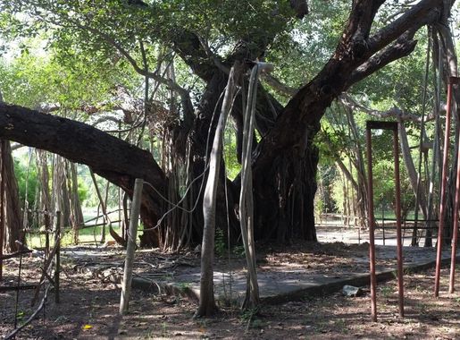 File:Banyan Tree (6708442469).jpg - Wikimedia Commons