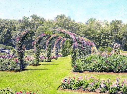 File:Rose Garden – Elizabeth Park – Hartford, CT 1930 (5167672267).jpg -  Wikimedia Commons